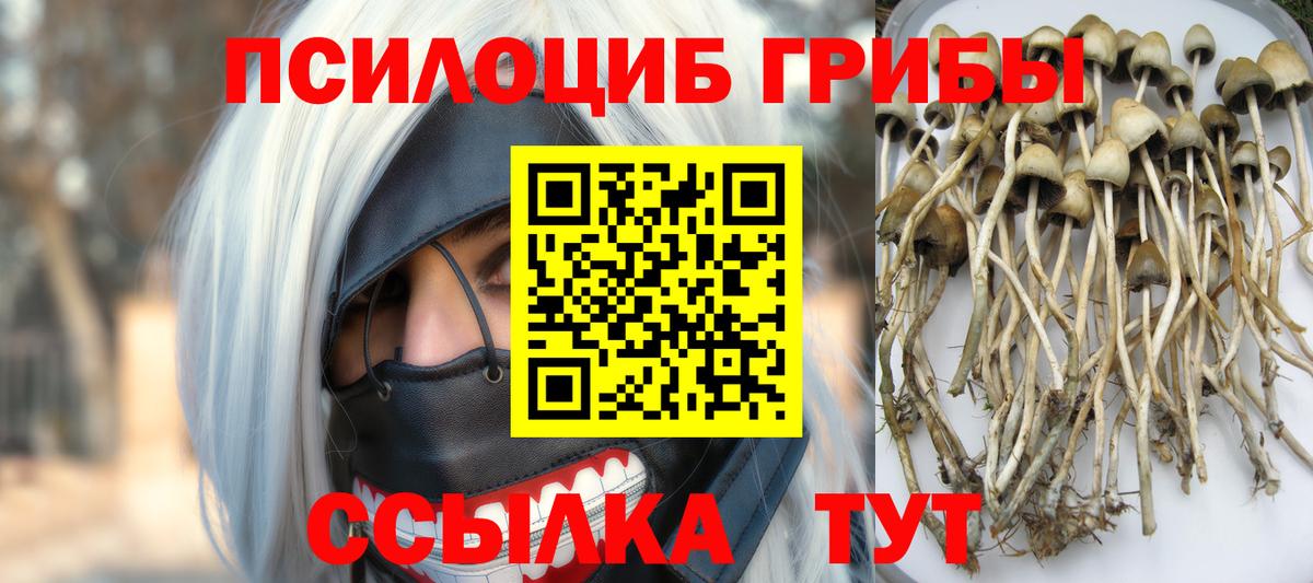 Гатчина  Псилоцибиновые грибы прущие грибы  Вход с VPN 